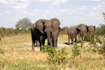 Naklejka na ściany i meble African elephant, Loxodonta africana, in bush, Zimbabwe