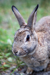 Mountain Cottontail Rabbit in Alberta, Canada