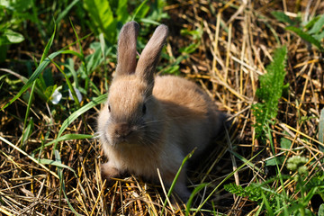 Red-haired rabbit on the farm. Red-haired hare on the grass in nature