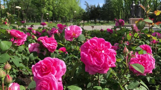 Big view a lot beautiful red roses Bush flowerbed nature background real time Beautiful blooming roses city park autentic movies roses city park shooting