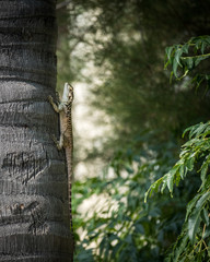 Lizard sitting on a tree upside down and looking in a camera