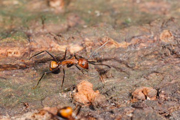 ant on tree
