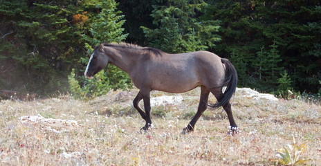 Gray Silver Grulla mare wild horse walking in the Pryor Mountains Wild Horse Range in Montana...