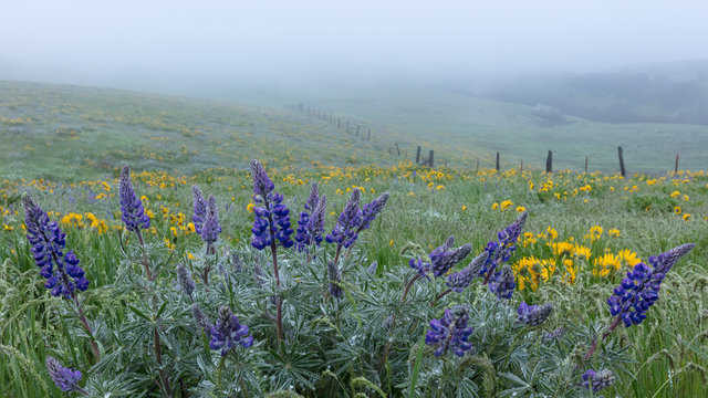 Lupine and Fence Line in Fog