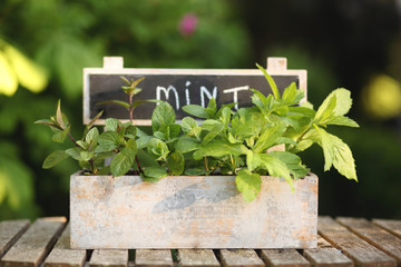 Box with mint in the garden