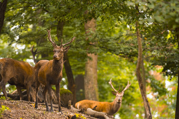 Fototapeta premium Red deer in its natural habitat