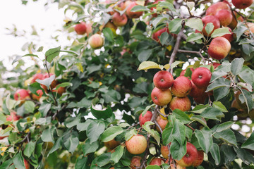 Apple Tree in Autumn
