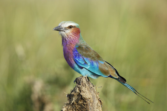 Lilac-breasted roller
