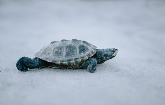 Aquatic turtle crawling across beach sand