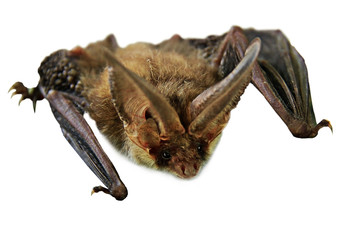 Flying Vampire bat isolated on white background