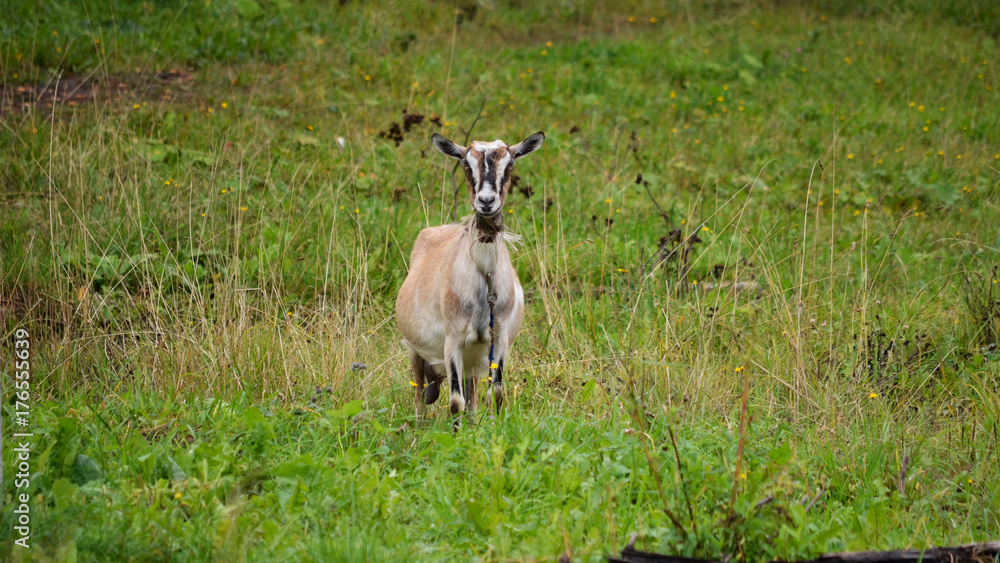 Wall mural goat