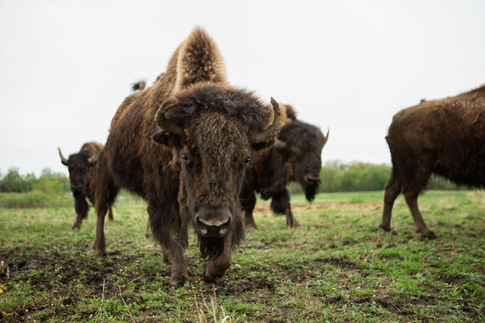 Buffalo in the morning