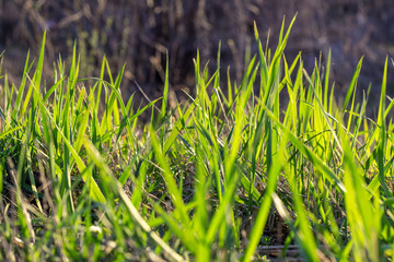 Obraz premium Shot of beautiful green grass as a volume texture