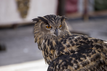 beautiful owl in a medieval fair with exhibition of birds of prey