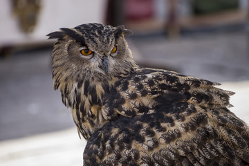 Predator, beautiful owl in a medieval fair with exhibition of birds of prey