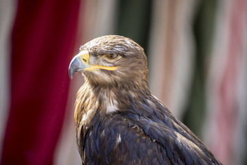 looking, beautiful eagle in a display of birds of prey