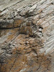 weathered driftwood log on beach with orange lichen