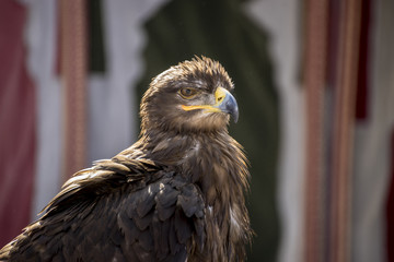 beautiful eagle in a display of birds of prey