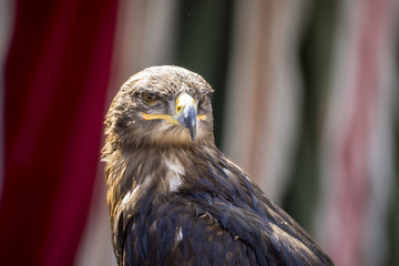 beautiful eagle in a display of birds of prey