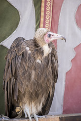 vulture at an exhibition of birds of prey at a medieval fair in spain