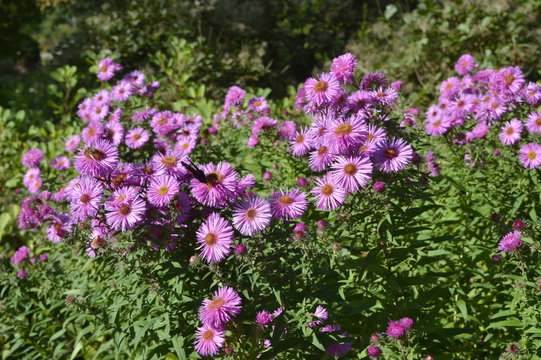 Aster pringlei Pink Star - bush with light pink flowers