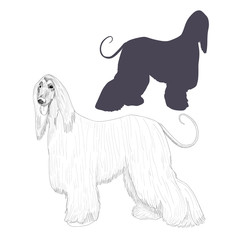 Afghan hound silhouette and hand drawn dog sketch isolated on white background.