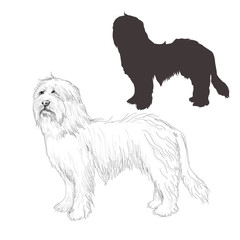 Bearded Collie silhouette and hand drawn dog sketch isolated on white background