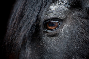 Horses eye