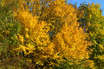 goldener Oktober im Herbst