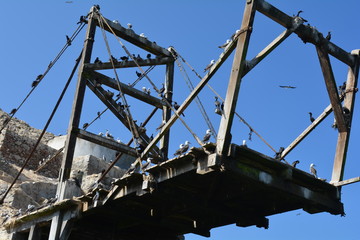 Fototapeta premium Ocean Bridge Birds