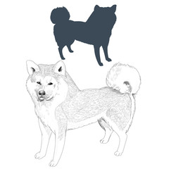 Akita Inu dog silhouette and sketch. Hand drawn dog illustration isolated on white background.