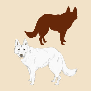 White swiss shepherd silhouette illustration. Hand drawn dog breed sketch isolated on white background.