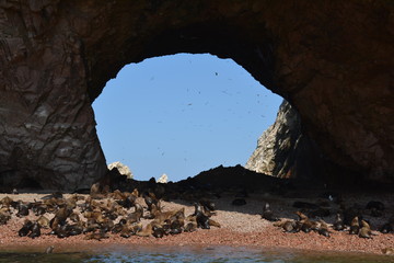 Sea Lions