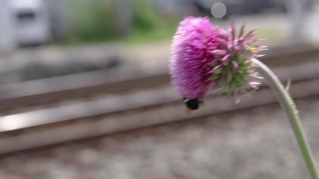Close up of a bumblebees gathering pollen