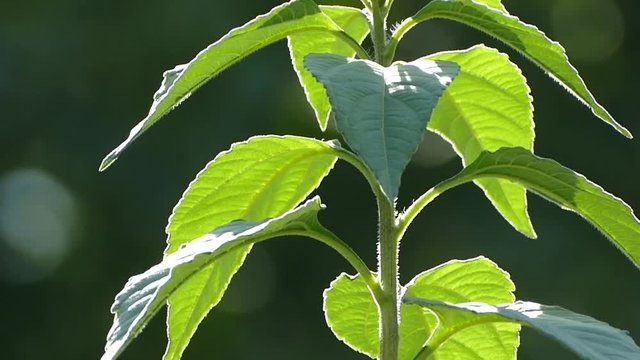  Jerusalem artichoke