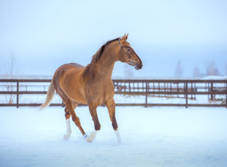 golden horse with white legs runs in snow in paddock