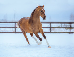 gold horse with white legs runs on snow in paddock