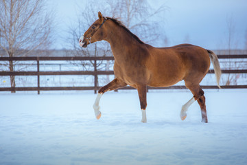 golden horse with white legs runs in snow in paddock