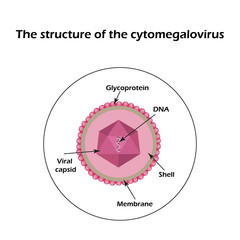 The structure of the cytomegalovirus. Infographics. Vector illustration