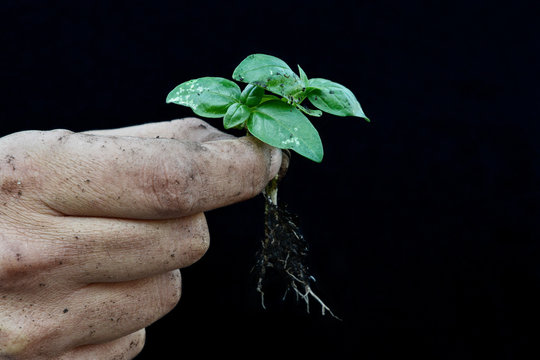 Close up of a hand holding seedling