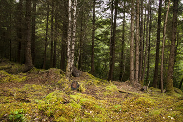 bosque con troncos de pinos con atmosfera dorada y de humedad en Escocia.