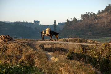 Brown donkey walking on a road towards mountain village in China.