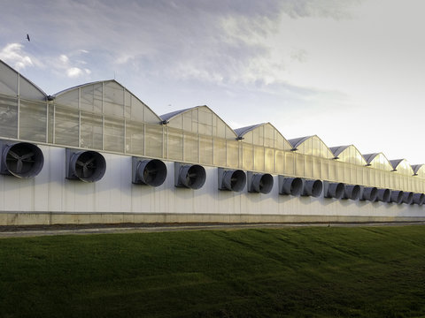 Large Scale Industrial Greenhouse on Large Indoor Agricultural Farm in Ontario