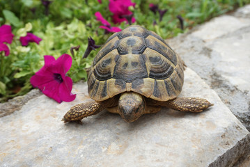 Baby turtle on the stone wall