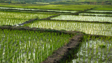panoramic agriculture view of green rice fields at midday with nobody around, Bajawa Ruteng Indonesia.