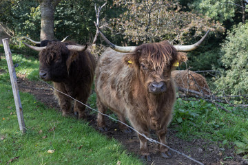 scottish longhorn on an october autumn afternoon