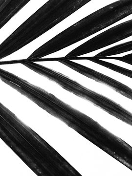 PALM PATTERN