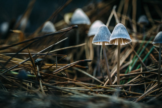Mushrooms in a wood
