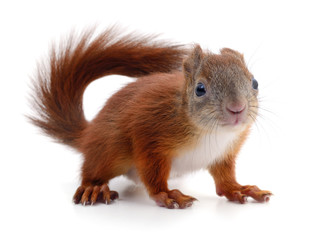 Eurasian red squirrel.
