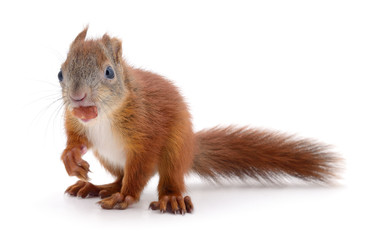 Eurasian red squirrel.